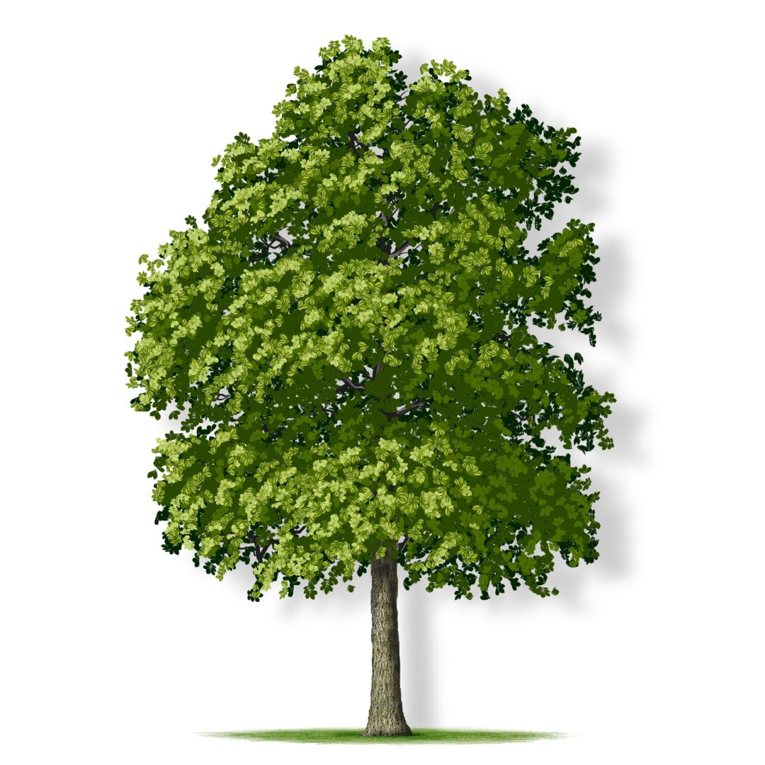 Town of Hickory Grove logo